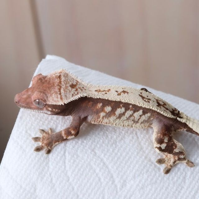 세이블