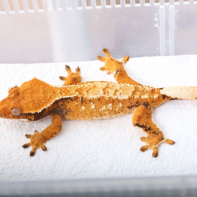 노멀 트라이 익스트림할리퀸 화이트스팟