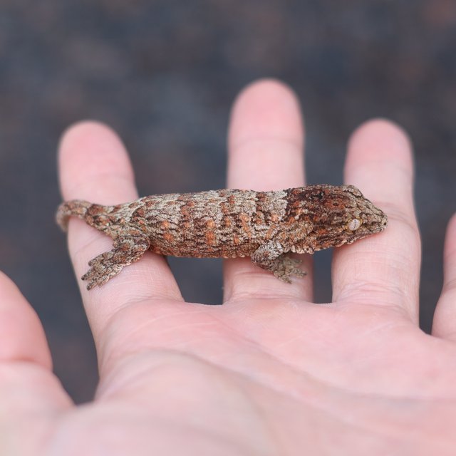 리버만 하이 컬러