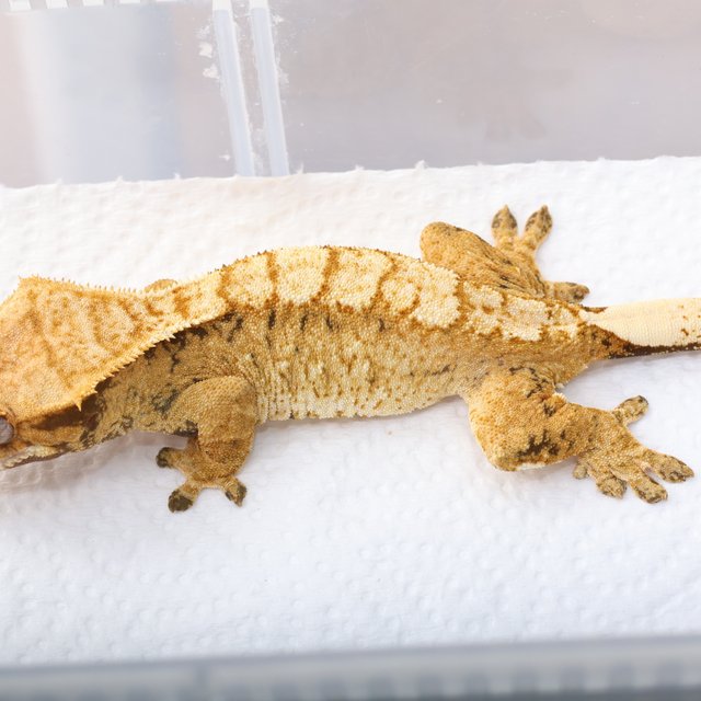 화이트스팟 트라이 익스트림할리퀸