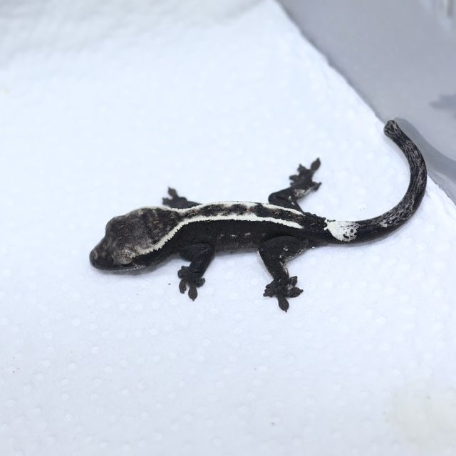 세이블 아잔틱