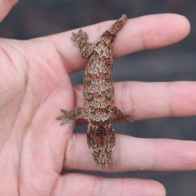 리버만 하이 컬러