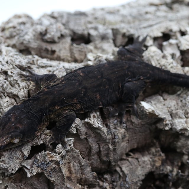 리핀리치스 다스몰 GT 멜라니스틱