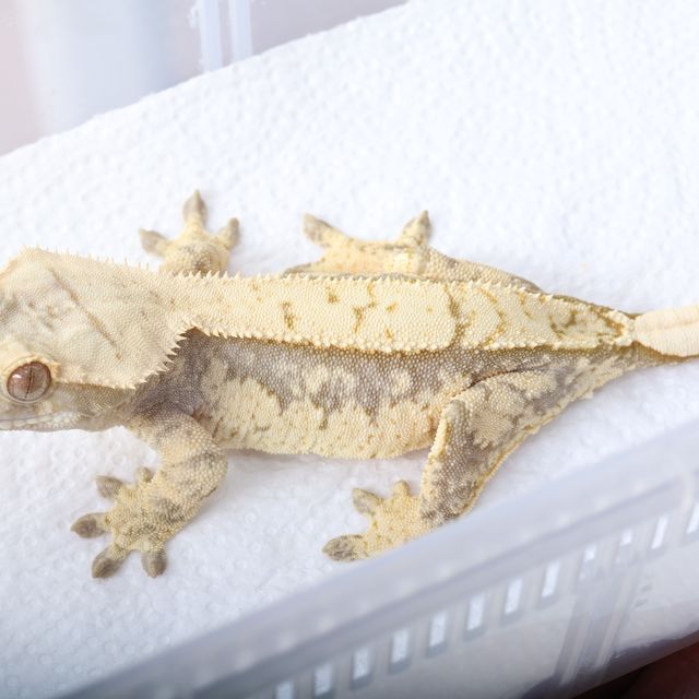 노멀 100%헷아잔틱