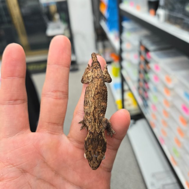 레드바 헷 멜라니스틱