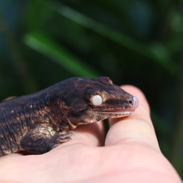 다스몰 코기스 멜라니스틱