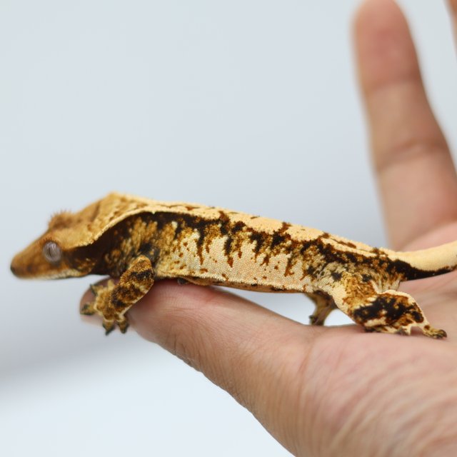 트라이 익스트림할리퀸