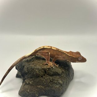 세이블
