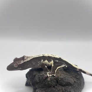릴잔틱