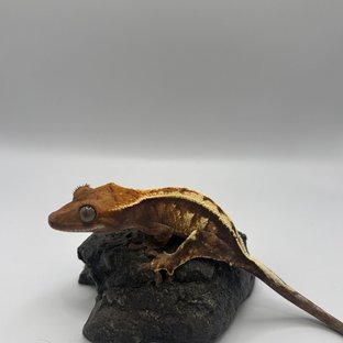 세이블