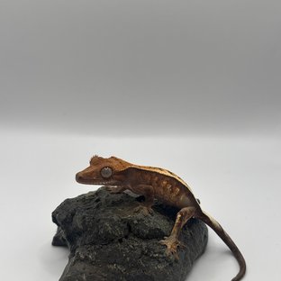 세이블