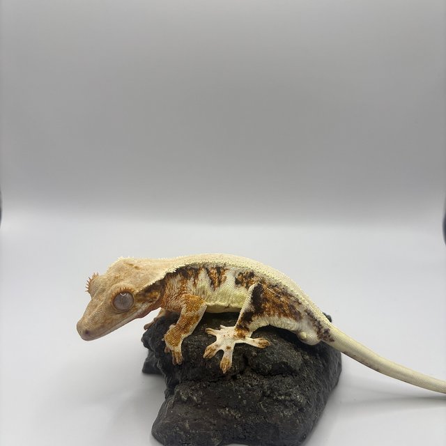 릴리화이트 솔리드백