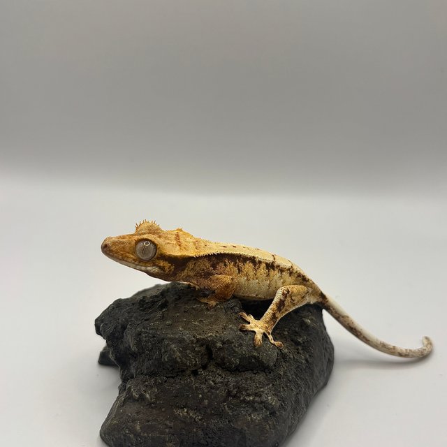 노멀 트라이 익스트림할리퀸