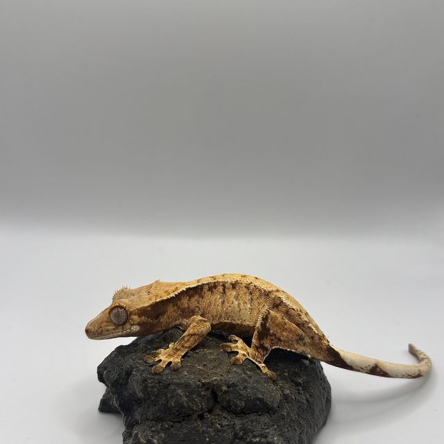 트라이 익스트림할리퀸 노멀