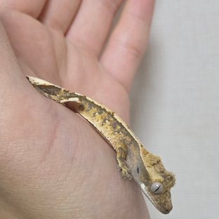 화이트스팟 화이트포트홀 트라이