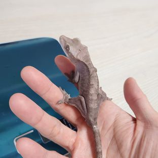 루왁