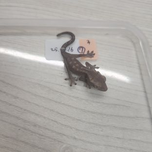 루왁