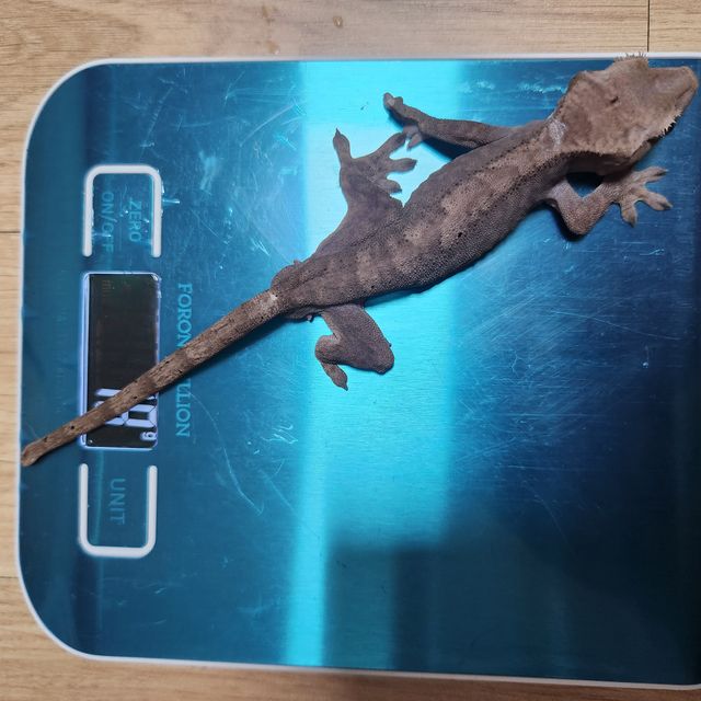 루왁