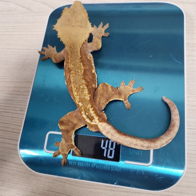 프라푸치노 팬텀 RCK