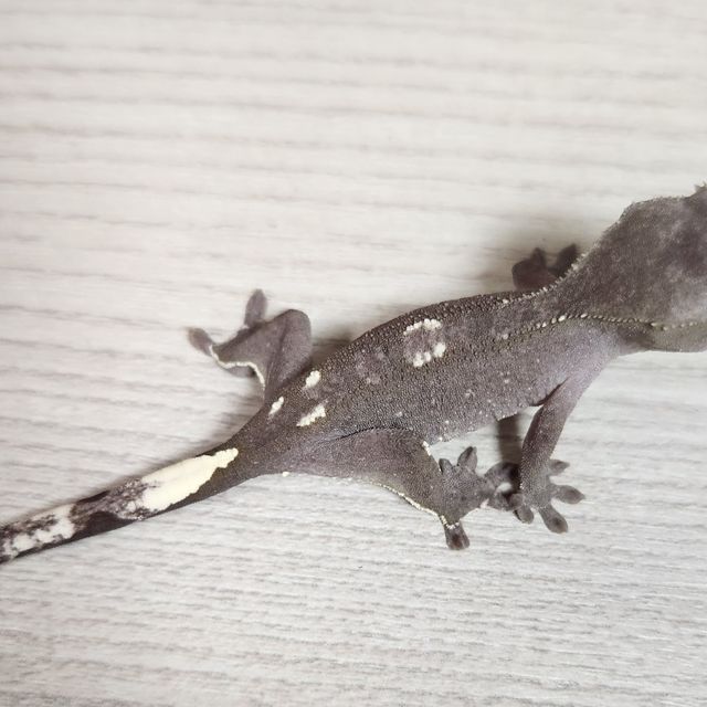아잔틱