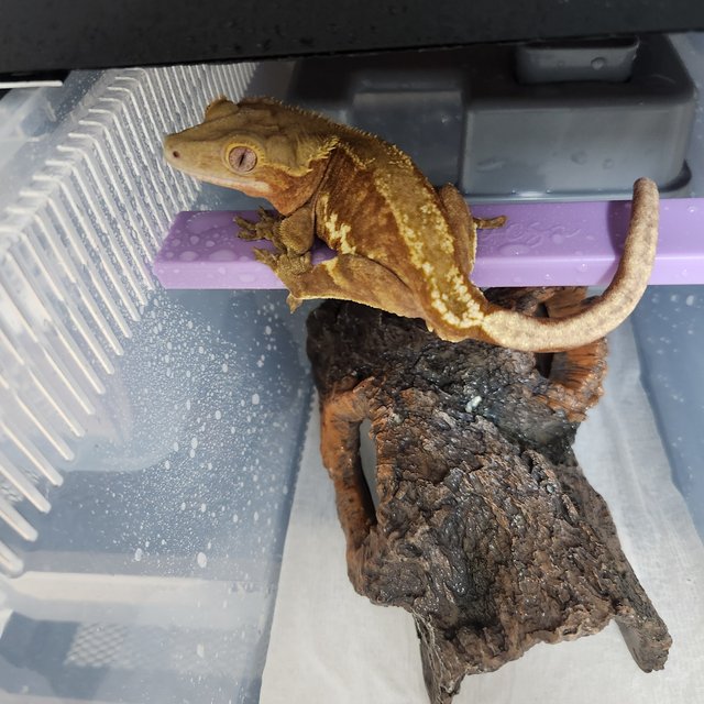 프라푸치노 팬텀 RCK