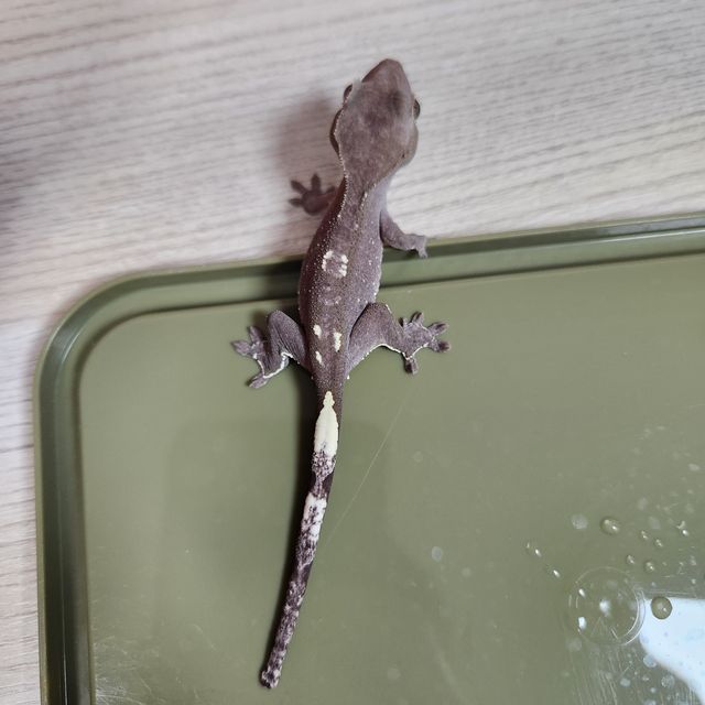 아잔틱