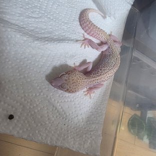 알비노 슈퍼스노우