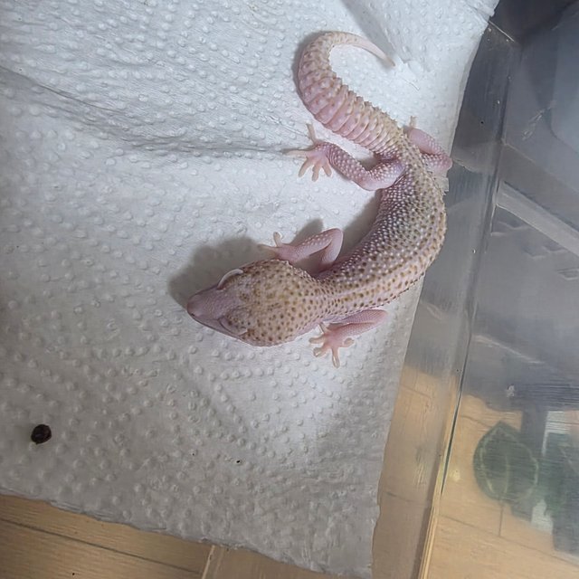 알비노 슈퍼스노우