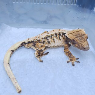 노멀 화이트스팟