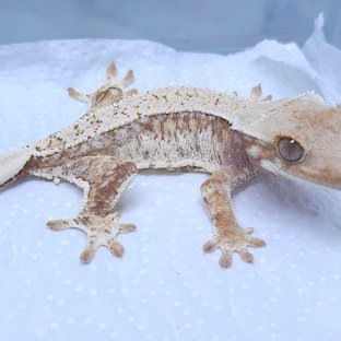 트라이