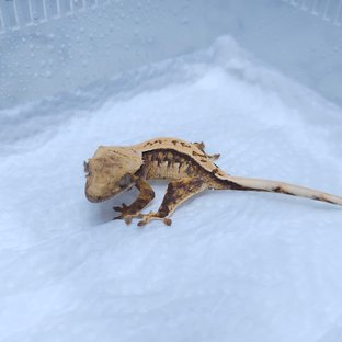 노멀 트라이 화이트포트홀