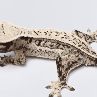 노멀 드리피 풀핀 쿼드 트라이