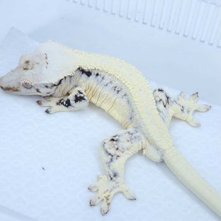 솔리드백 릴리화이트