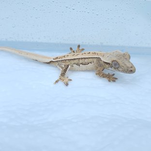 노멀 풀핀 쿼드 트라이