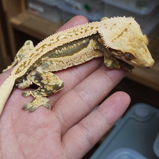 노멀 풀핀 쿼드