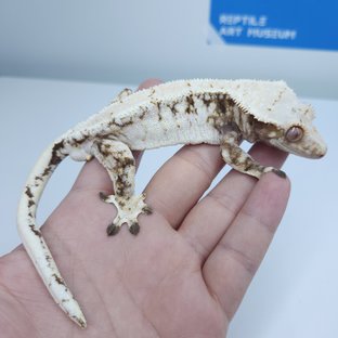 노멀 드리피 화이트스팟