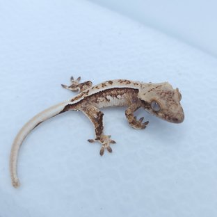 노멀 쿼드 트라이