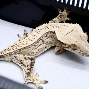 노멀 드리피 풀핀 쿼드 트라이