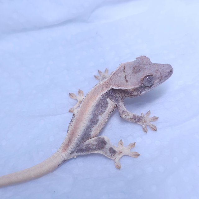 솔리드백 릴리화이트