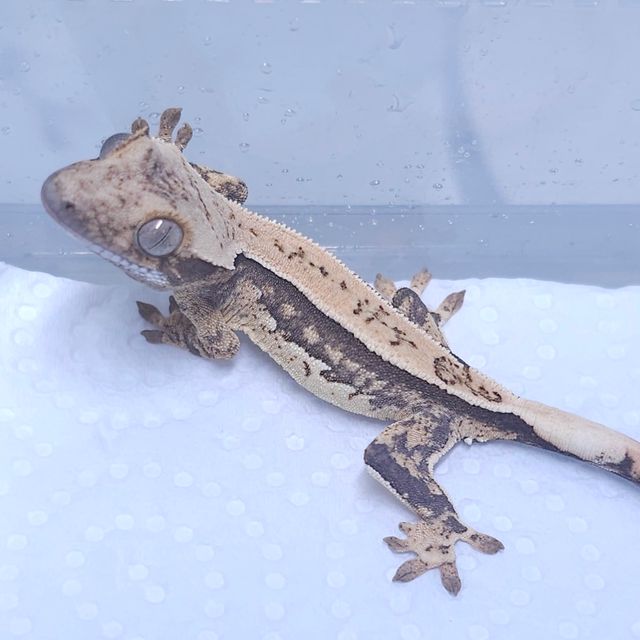 노멀 쿼드 트라이