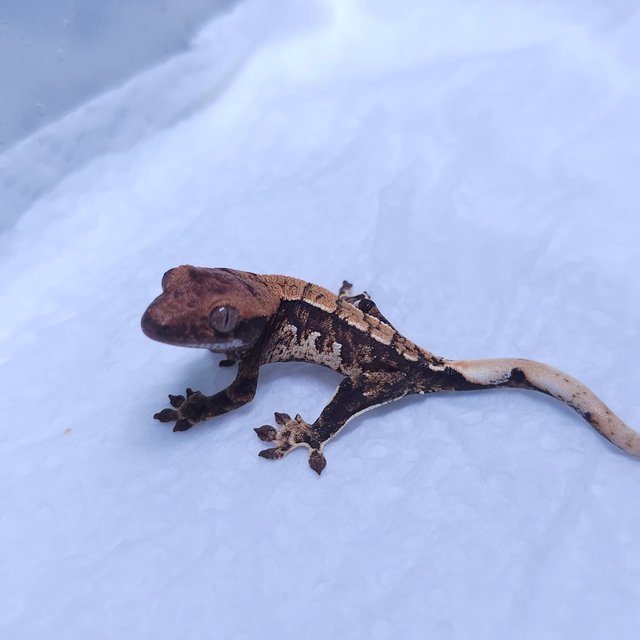 노멀 트라이 익스트림할리퀸