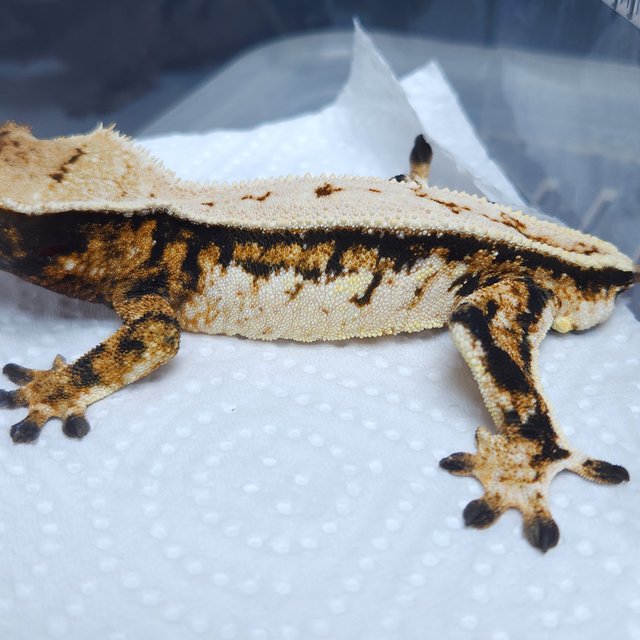 텐저린 풀핀 쿼드 트라이