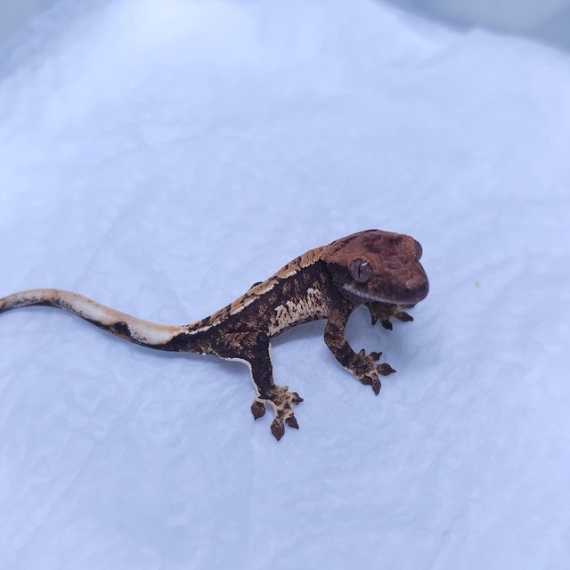 노멀 트라이 익스트림할리퀸