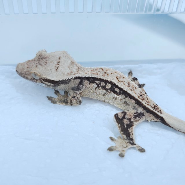 노멀 풀핀 쿼드