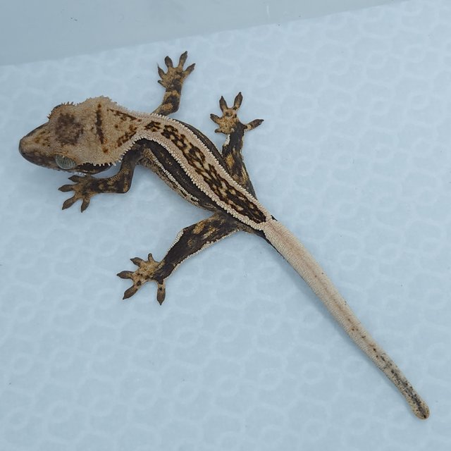 노멀 슈퍼스트라이프 풀핀 쿼드