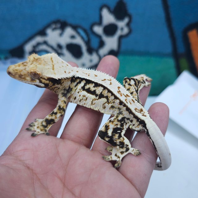 노멀 풀핀 쿼드 화이트스팟 트라이