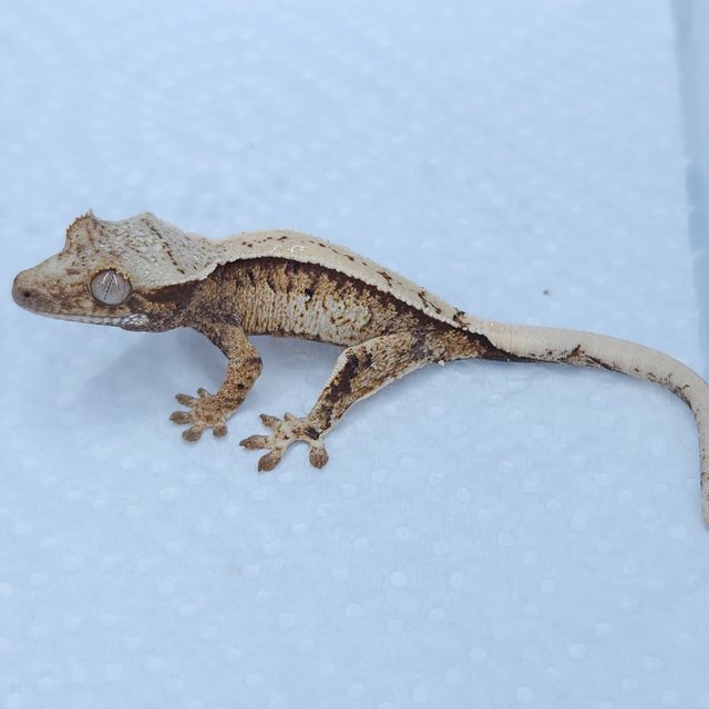 노멀 쿼드 트라이