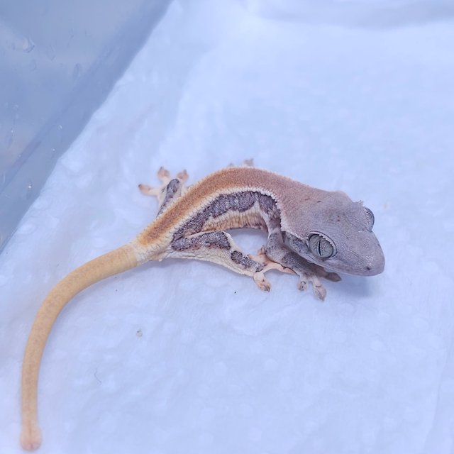 솔리드백 릴리화이트