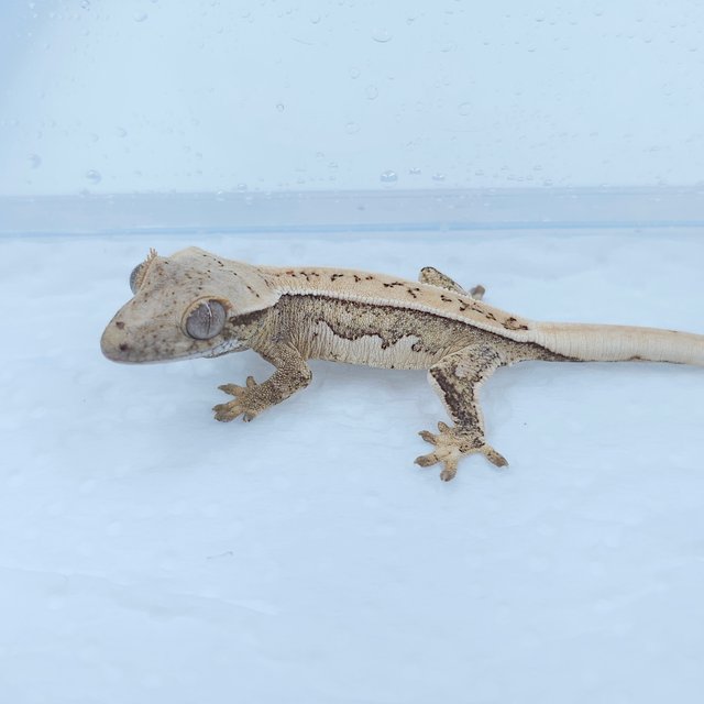 노멀 풀핀 쿼드 트라이