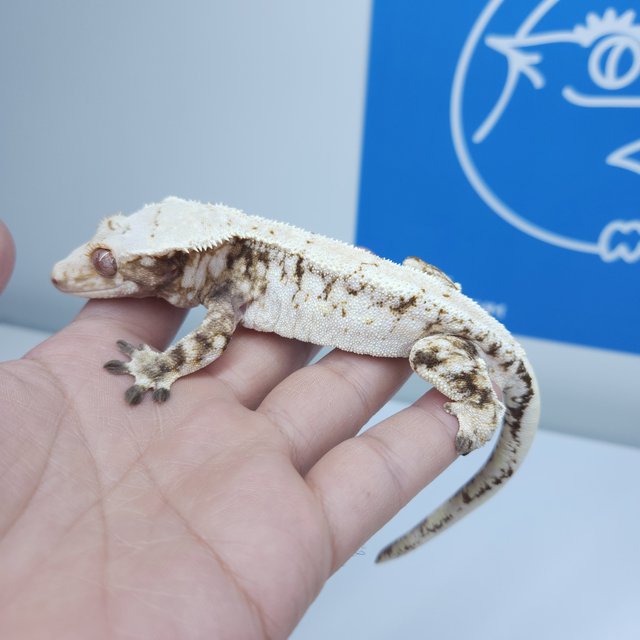 노멀 드리피 화이트스팟